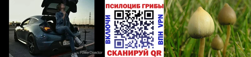 Псилоцибиновые грибы Cubensis  Терек 